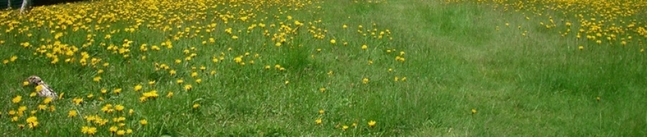 Westerink is toegangkelijk in de regio's Ermelo, Harderwijk, Hierden, Hulshorst, Nunspeet, Doornspijk, Elspeet, Vierhouten, Elburg, Wezep, 't Harde, Oosterwolde, Epe, Heerde en Wapenveld.